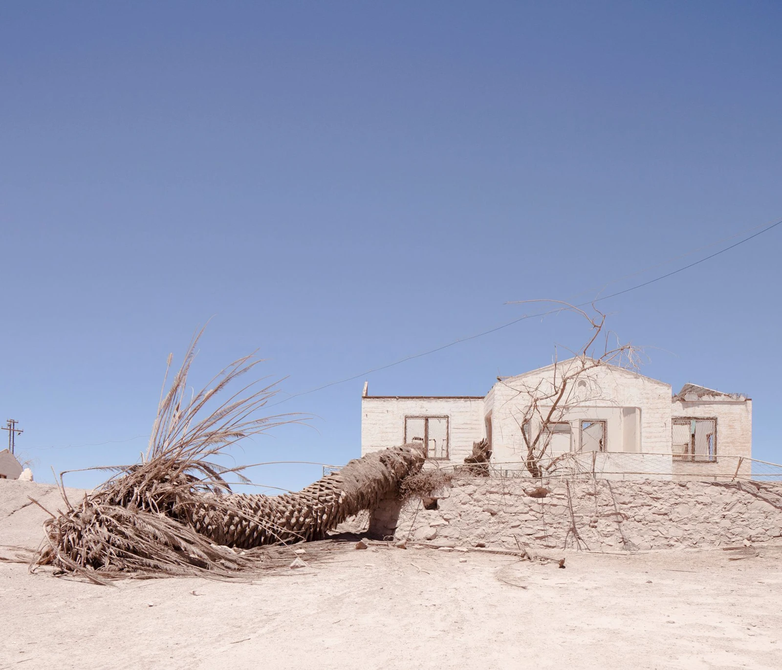 Palmera caída frente a una construcción en el desierto.