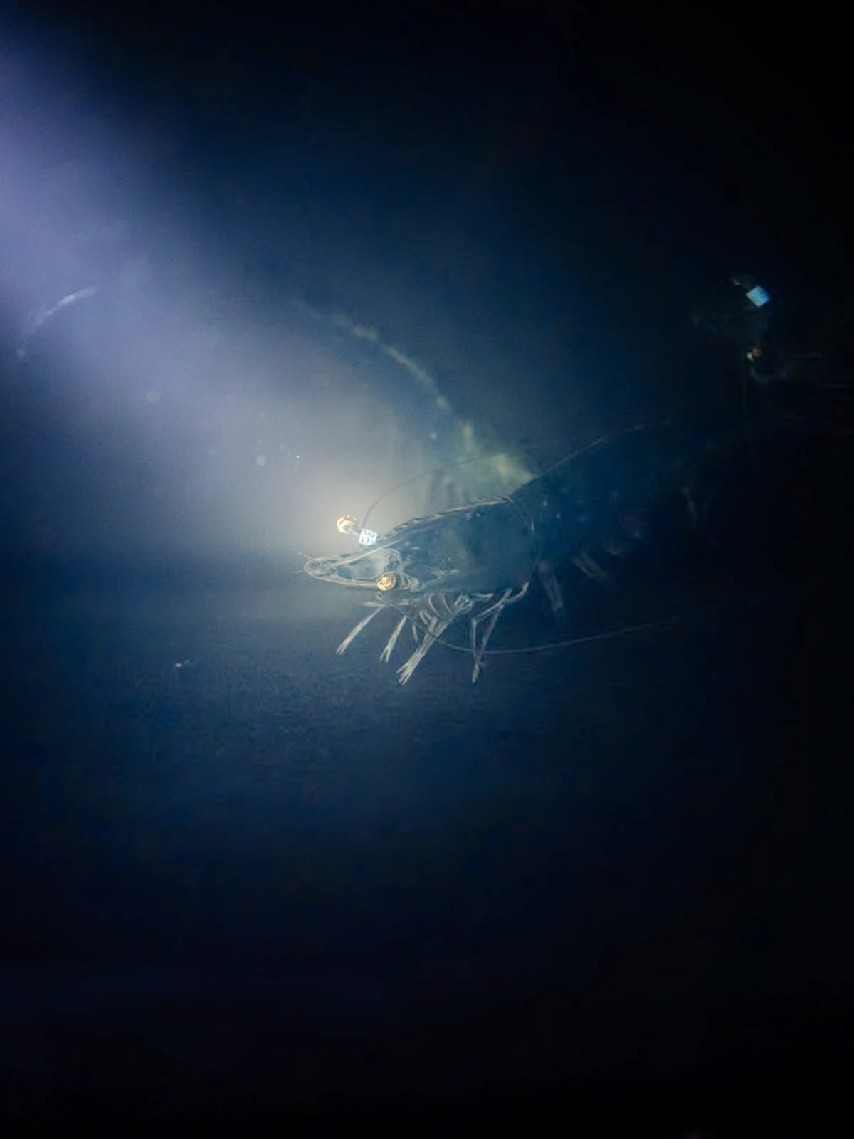 Shrimp Farming, Ecuador — Marcos Zegers
