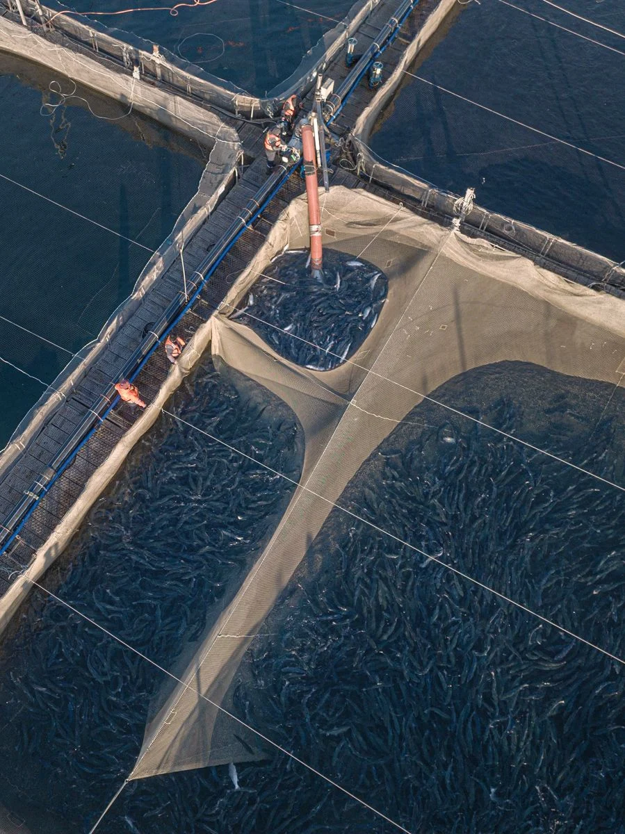 The Wild West of Fish Farming — Marcos Zegers