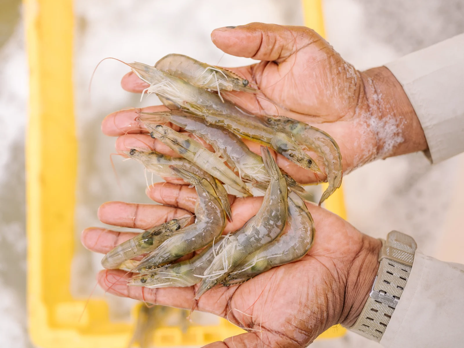 Shrimp Farming, Ecuador — Marcos Zegers