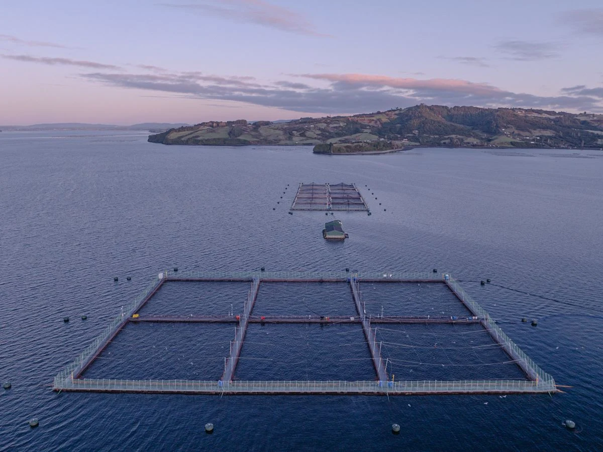 The Wild West of Fish Farming — Marcos Zegers