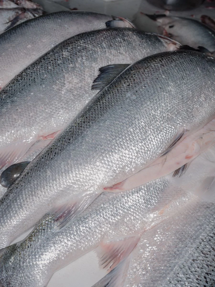 The Wild West of Fish Farming — Marcos Zegers