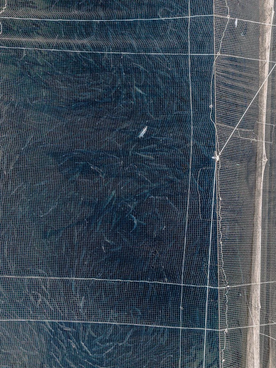 The Wild West of Fish Farming — Marcos Zegers