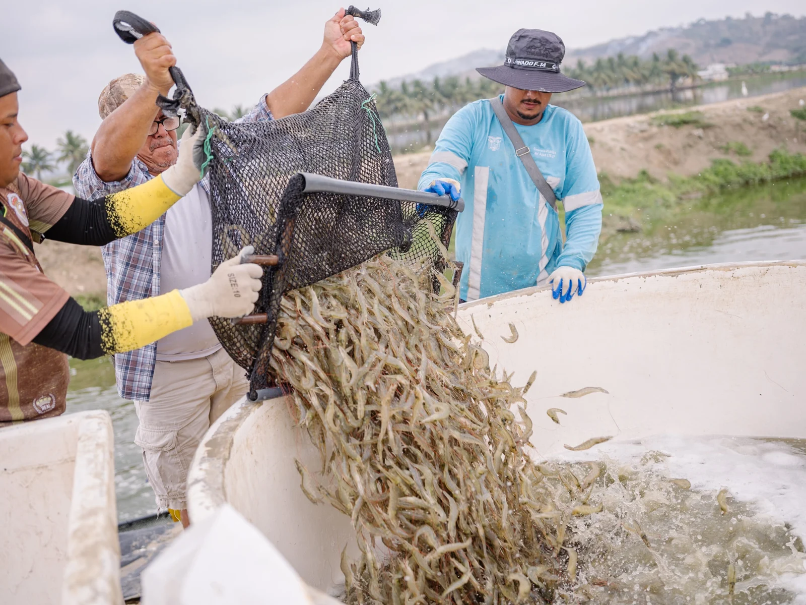 Trabajadores recolectan camarones con una red.