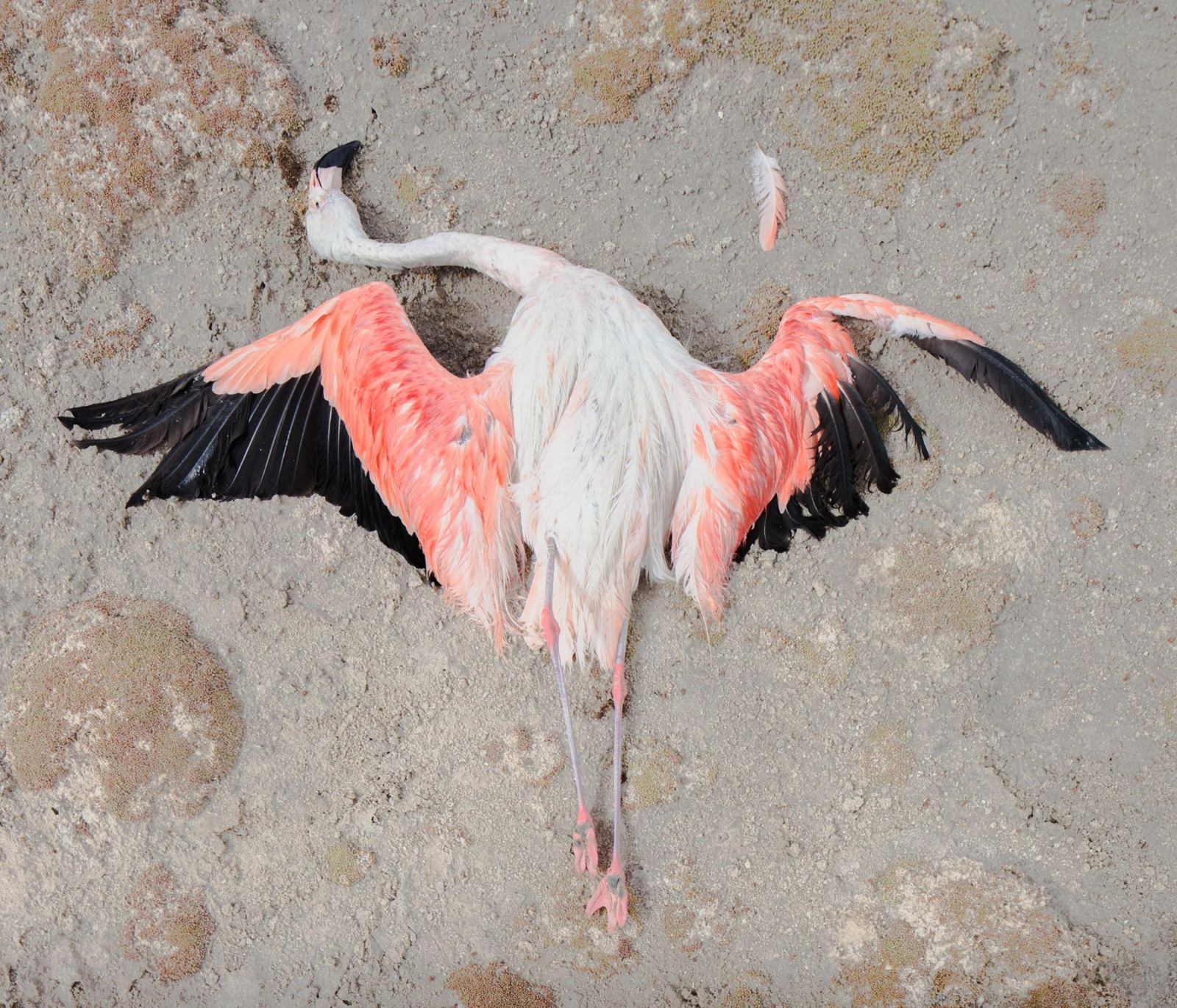Un flamenco tendido sobre tierra húmeda.
