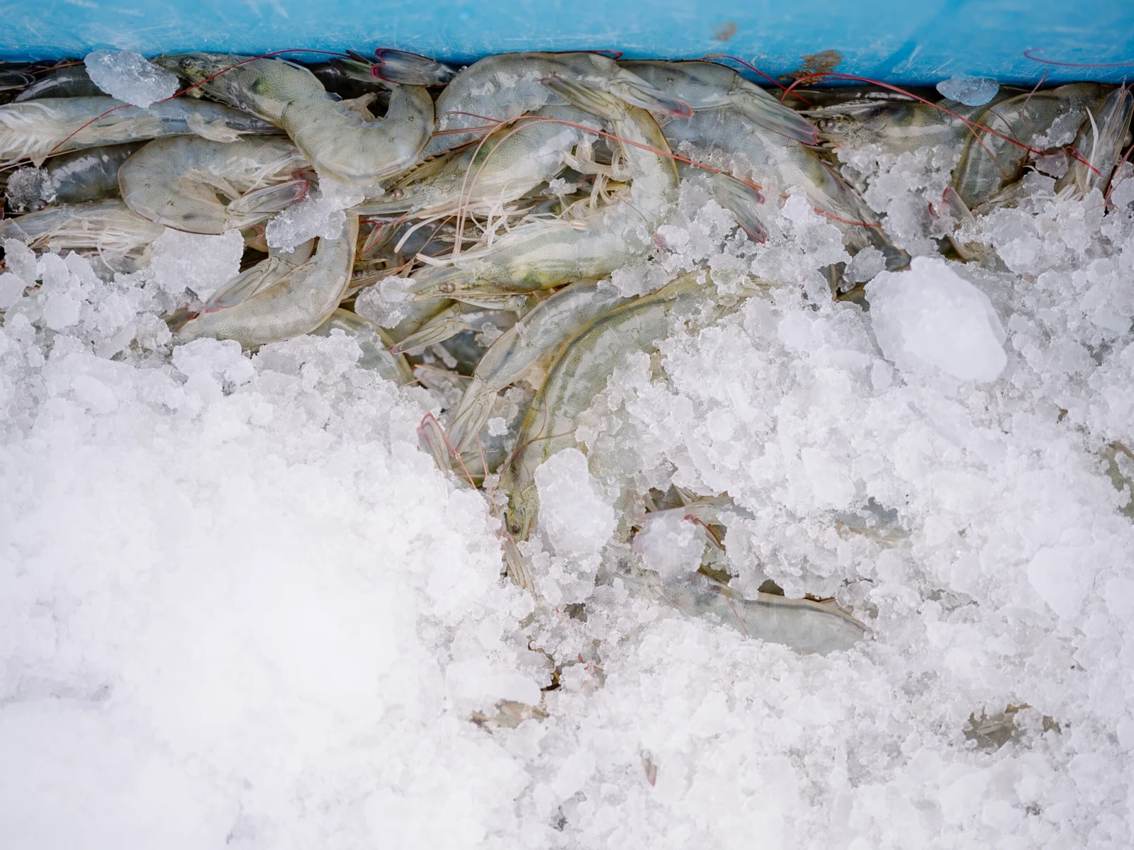 Shrimp Farming, Ecuador — Marcos Zegers